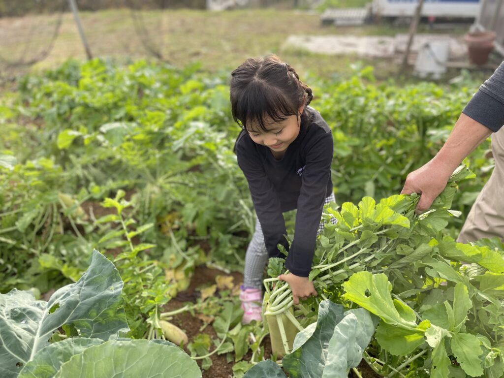 にっか野菜の収穫